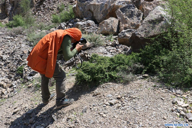 Chine : redécouverte d'une espèce végétale disparue depuis plus d'un siècle