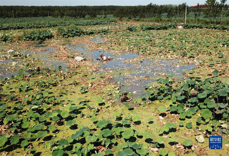 Shandong : la récolte des racines de lotus le long du lac Weishan