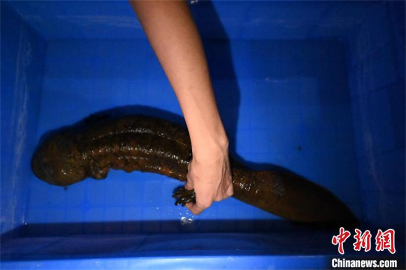 Gansu : une salamandre sauvage de 70 cm de long sauvée à Lanzhou