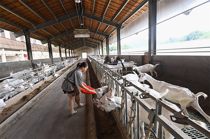 Zhejiang : les agriculteurs-entrepreneurs contribuent à la modernisation agricole