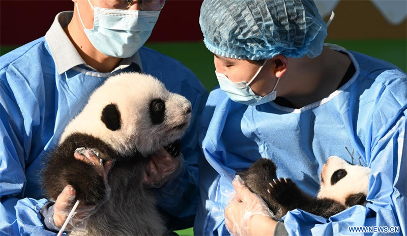 Chine : première apparition publique de bébés pandas géants dans une base d'élevage