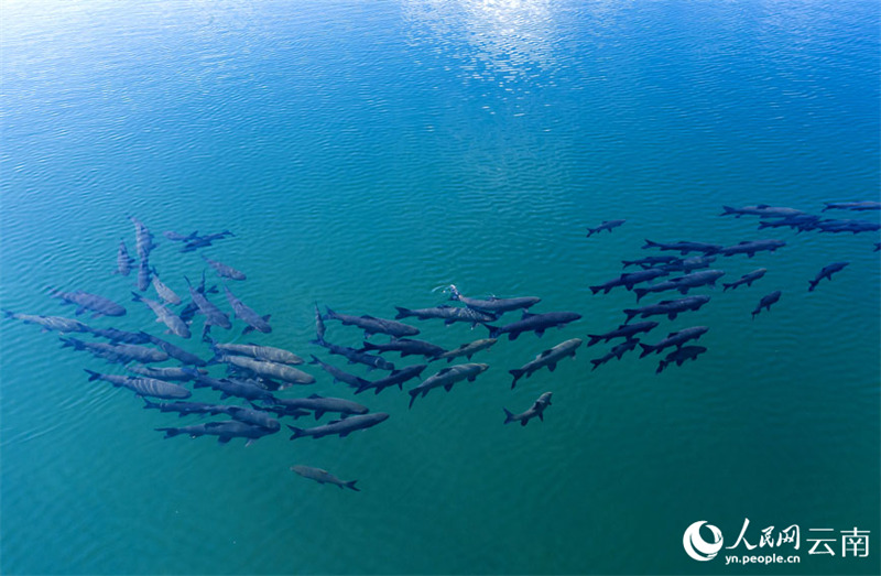 La merveille naturelle de la ? formation de carpes noires ? réapparait dans le Yunnan