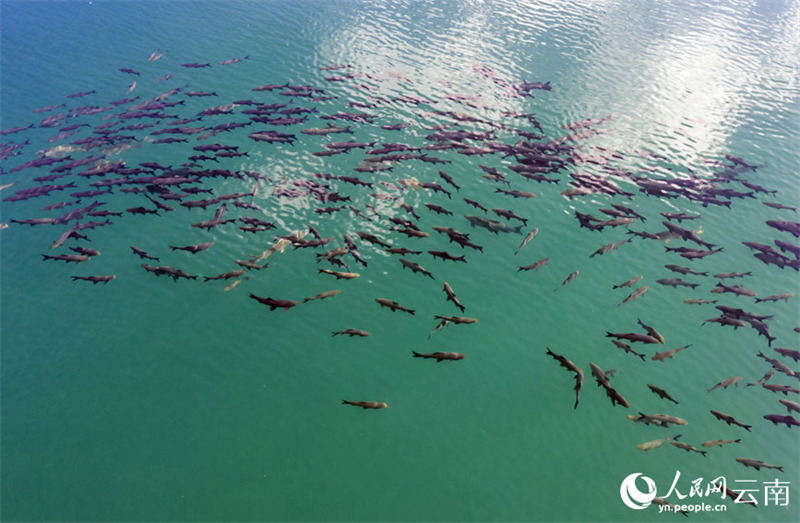 La merveille naturelle de la ? formation de carpes noires ? réapparait dans le Yunnan