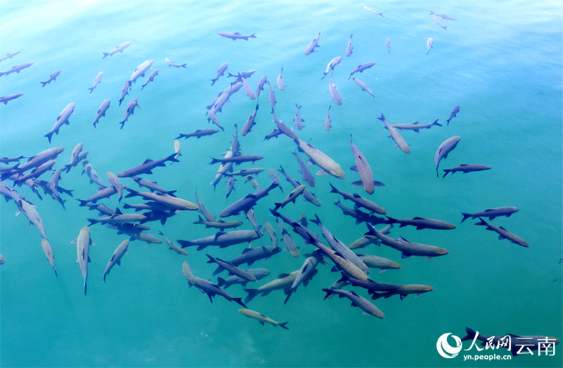 La merveille naturelle de la ? formation de carpes noires ? réapparait dans le Yunnan