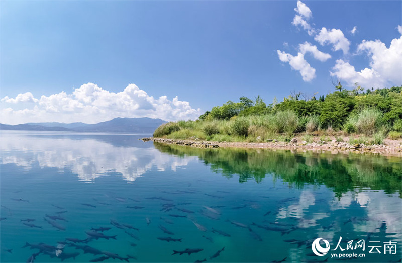 La merveille naturelle de la ? formation de carpes noires ? réapparait dans le Yunnan