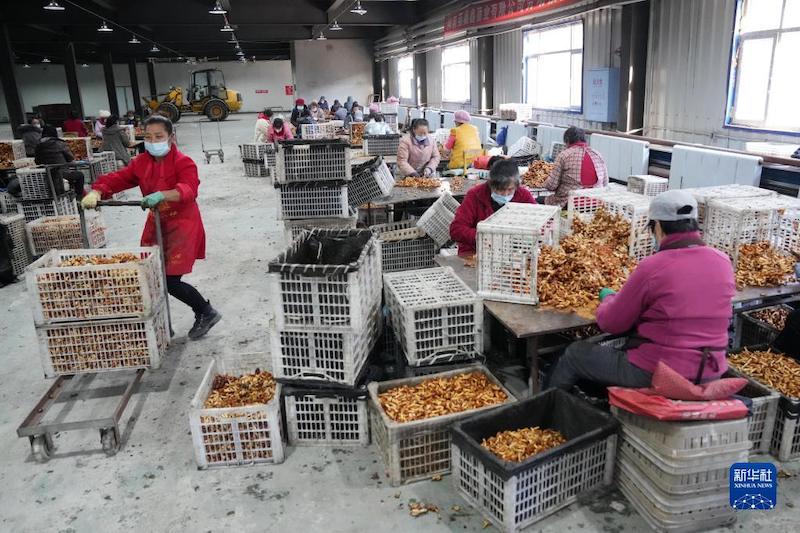 Les ? petits champignons ? font pousser une ? grande industrie ? rémunératrice