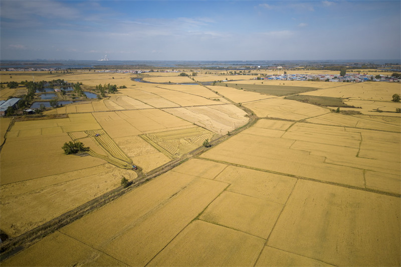 Chine : récolte dans le Heilongjiang