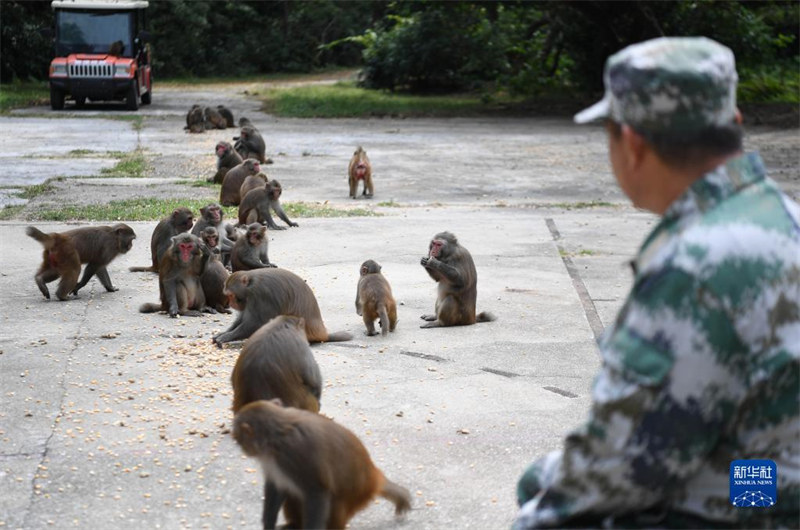 Guangdong : un ? père des singes ? garde une ?le depuis 33 ans