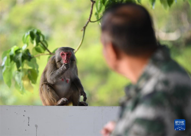 Guangdong : un ? père des singes ? garde une ?le depuis 33 ans