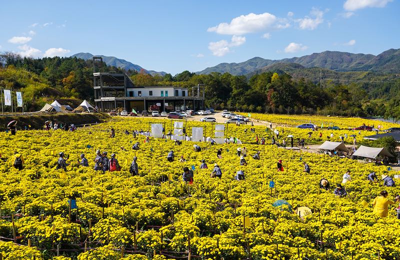 Jiangxi : les chrysanthèmes jeunes du mont Mingyue sont très populaires