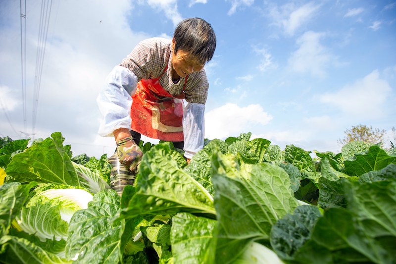 Jiangsu : la récolte des choux chinois à Hai'an