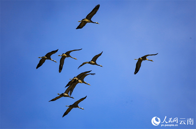 Yunnan : des volées de grues cendrées s'envolent à nouveau à Baoshan pour passer l'hiver