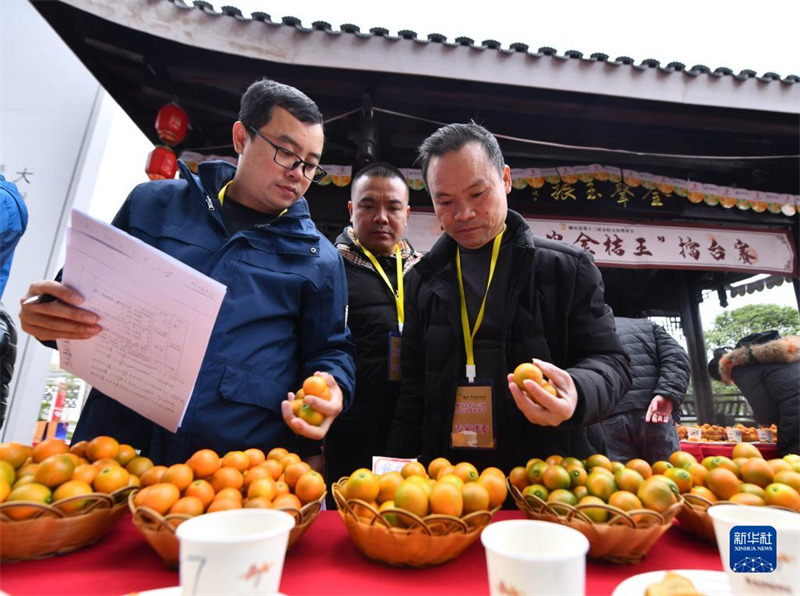 Guangxi : Rong'an sélectionne le ? Roi des kumquats ? pour aider à revitaliser l'industrie