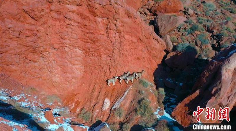 Xinjiang : des groupes de moutons bleus se nourrissent tranquillement dans le Grand Canyon de Ten-zan après les chutes de neige