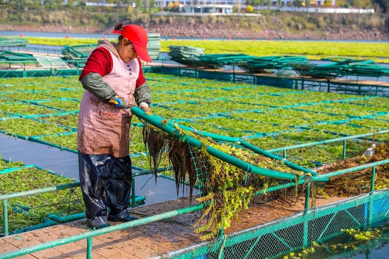 Zhejiang : un potager sur l'eau occupé par la ? préparation de la terre ? à Chun'an