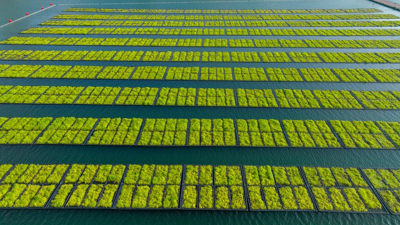 Zhejiang : un potager sur l'eau occupé par la ? préparation de la terre ? à Chun'an