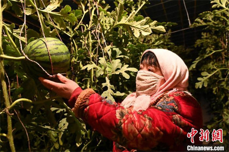 Gansu : à la découverte de ? l'agriculture intelligente ? à Wuwei où la science et la technologie aident les pastèques d'hiver