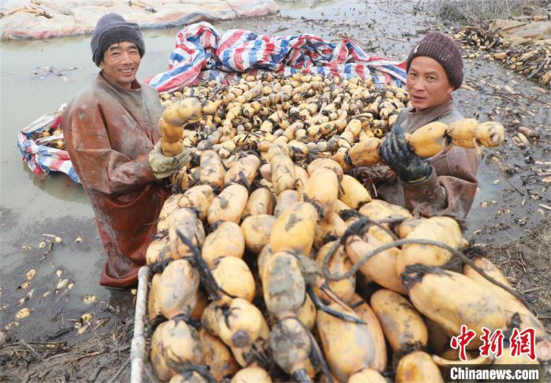 Anhui : l'industrie de la racine de lotus contribue à augmenter les revenus des habitants locaux à Feixi