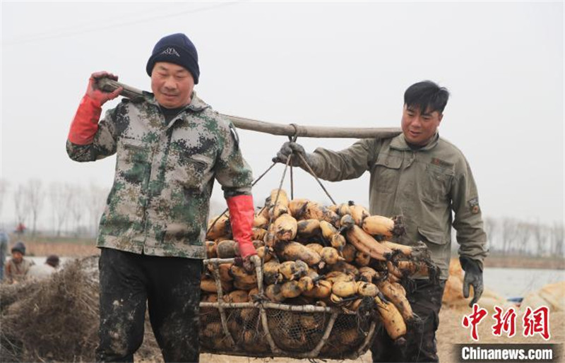 Anhui : l'industrie de la racine de lotus contribue à augmenter les revenus des habitants locaux à Feixi