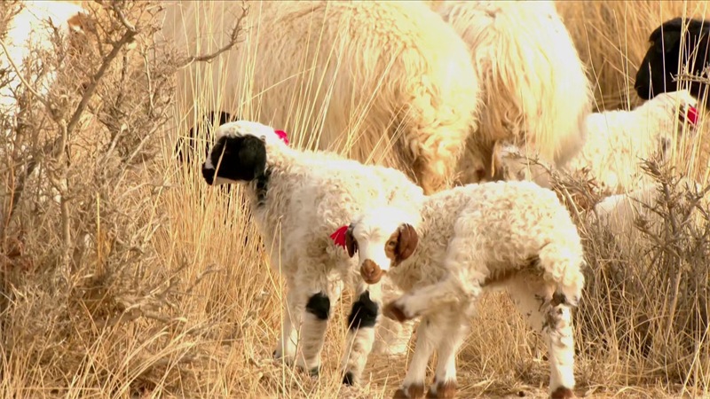 Qinghai : les bergers s'affairent à la production printanière, à l'agnelage et à l'allaitement des ? brebis heureuses ? à Mangya