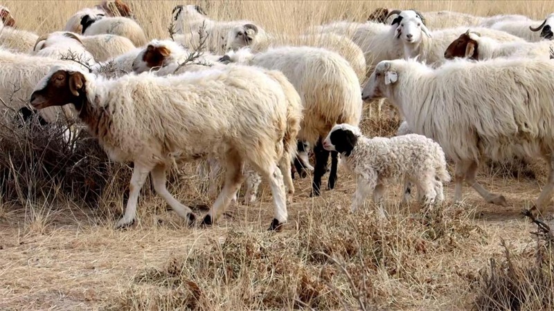 Qinghai : les bergers s'affairent à la production printanière, à l'agnelage et à l'allaitement des ? brebis heureuses ? à Mangya