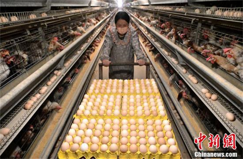 Hebei : la ? ville natale des poules pondeuses en bois de Chine ? à Guantao