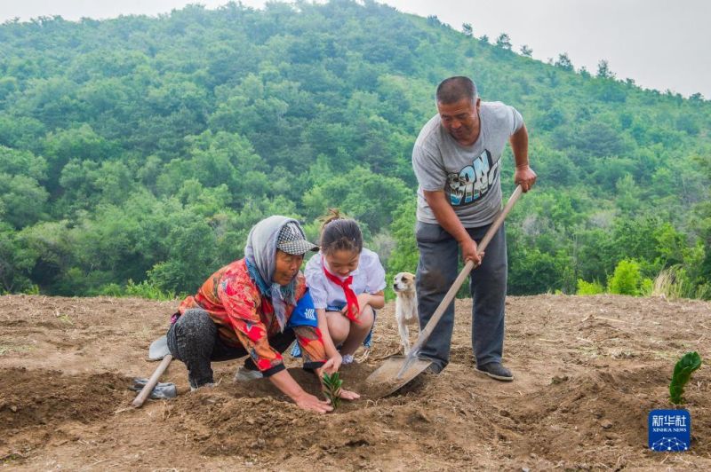 Liaoning : le travail inlassable d'un couple transforme une montagne aride en une forêt?touffue