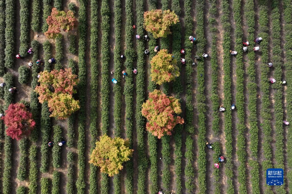 Les?travaux?de printemps battent leur?plein en Chine