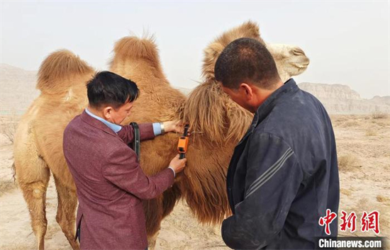 Un technicien met un collier intelligent sur un chameau à Tumxuk, dans la région autonome ou?ghoure du Xinjiang (nord-ouest de la Chine). (Photo / Chinanews.com)