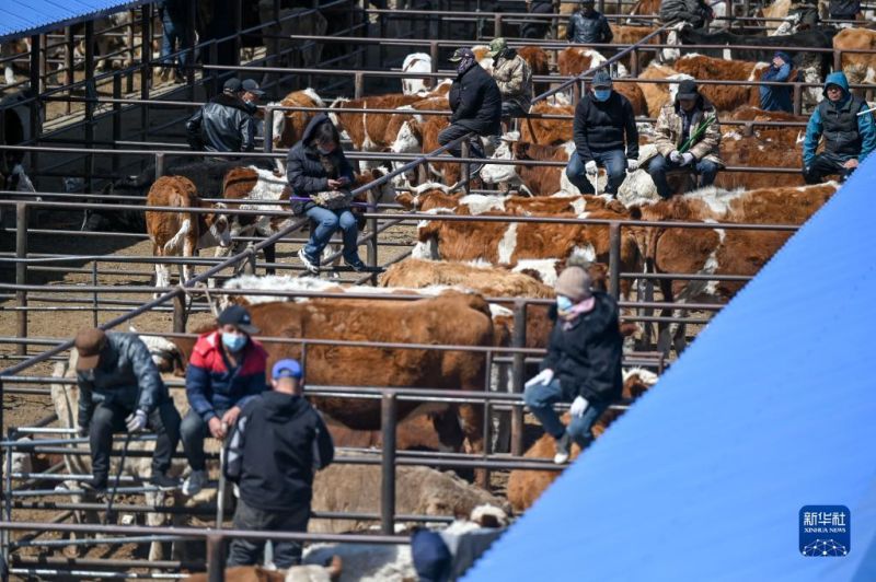 Mongolie intérieure : le marché animé aux bestiaux?à Tongliao