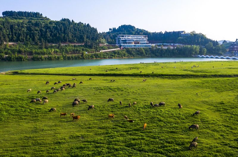 Sichuan : des buffles traversent la rivière Jialing à la nage