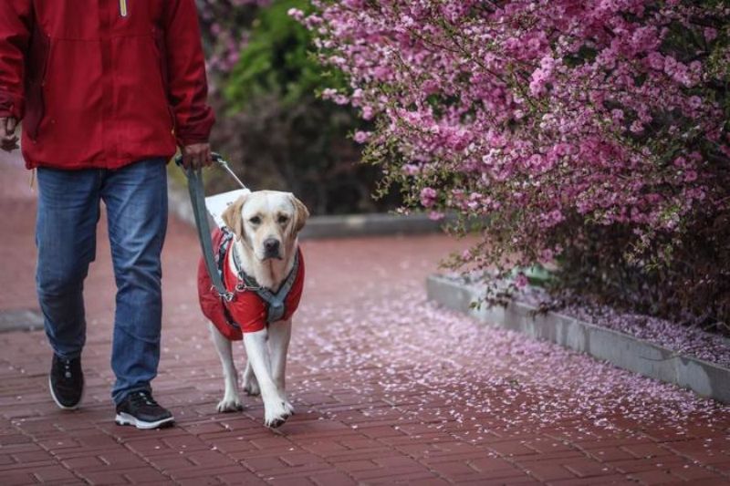 Liaoning?: comment?le Centre chinois de formation de chiens guides d'aveugles de?Dalian facilite la vie des malvoyants