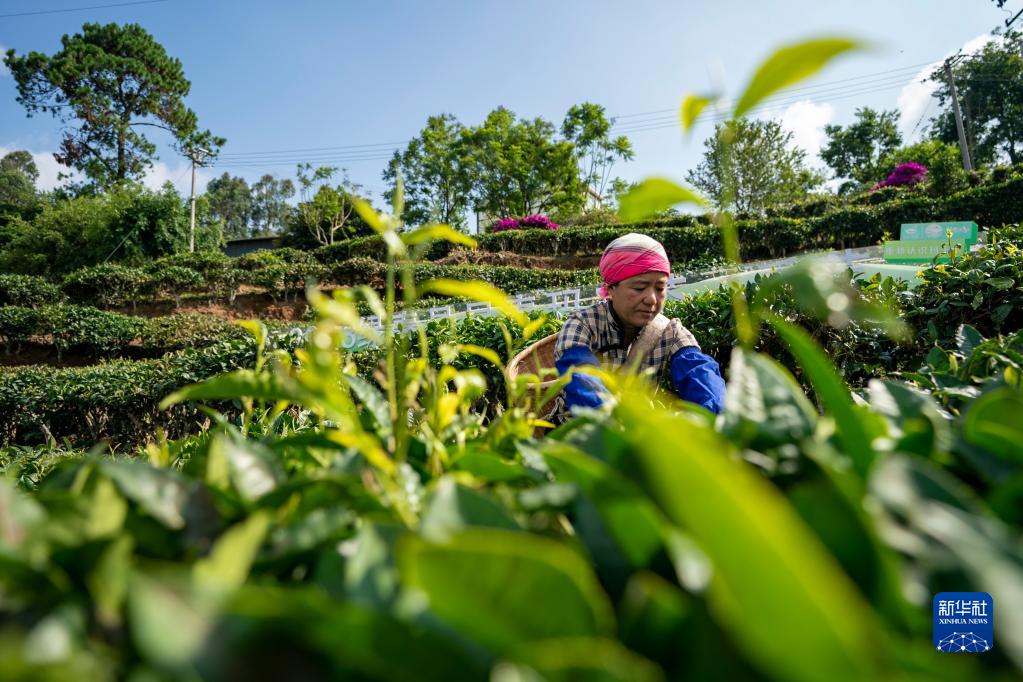 Yunnan : l'industrie du thé stimule la revitalisation de l'économie?à Lüchun