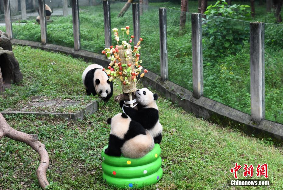 Les animaux apprécient les cadeaux de fête. (Zhou Yi / China News Service)