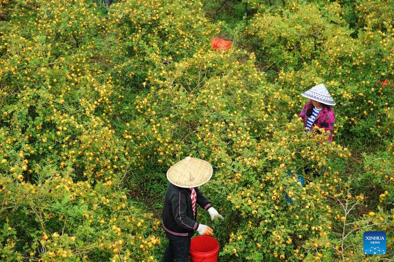 Guizhou?: la culture de la poire épineuse s'avère fructueuse pour les agriculteurs de montagne