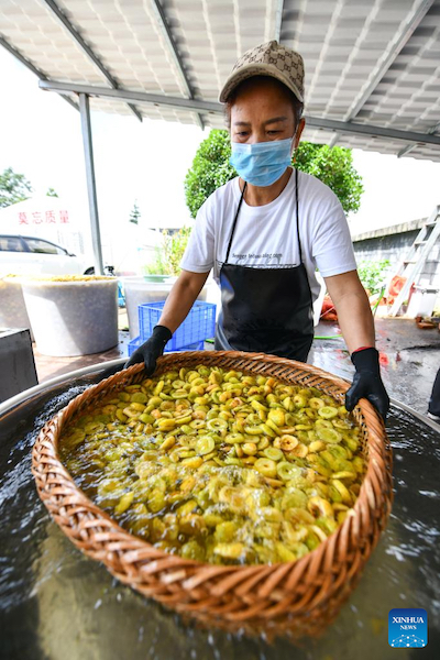 Guizhou?: la culture de la poire épineuse s'avère fructueuse pour les agriculteurs de montagne