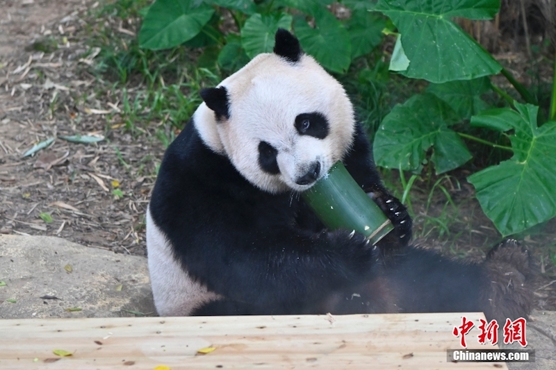 Guangdong : les pandas géants ont des moyens ? cool?? de lutter contre la chaleur estivale