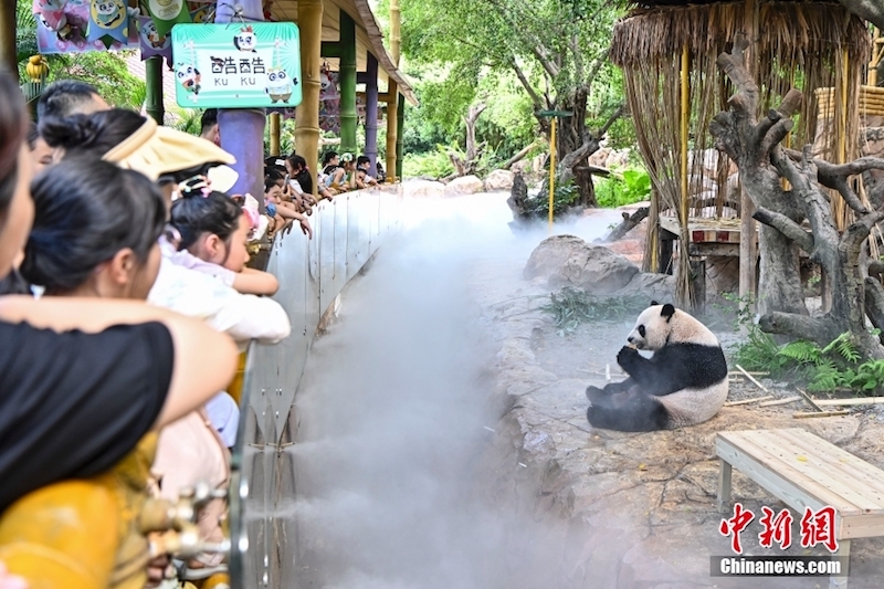 Guangdong : les pandas géants ont des moyens ? cool?? de lutter contre la chaleur estivale