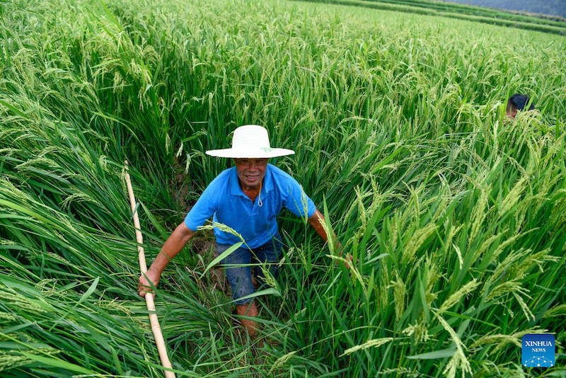 Le comté de Cengong, producteur de riz incontournable en Chine