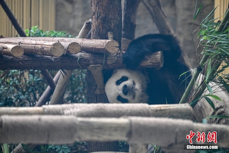 Sichuan : des athlètes des Universiades visitent la Base de recherche sur la reproduction du panda géant de Chengdu