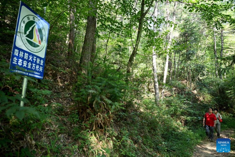 Anhui : un couple de gardes forestiers dévoué à la protection de la réserve naturelle de Tianma