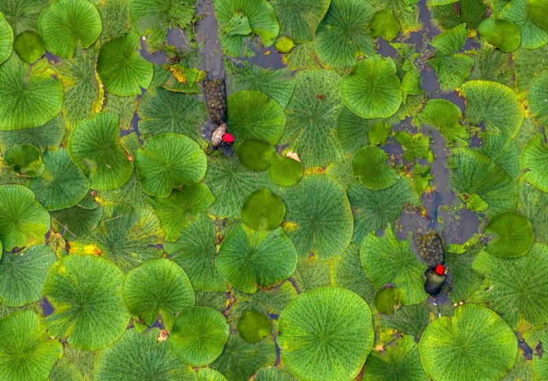 Un aper?u de l'agriculture d'automne en Chine