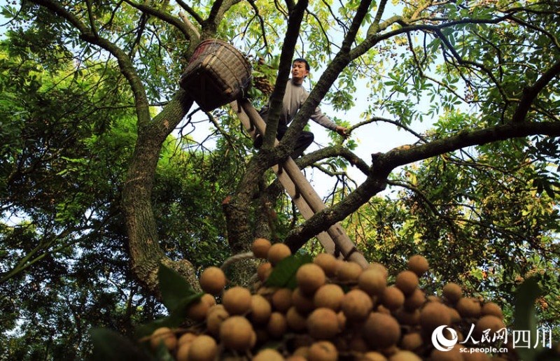 Sichuan : une riche récolte de longanes s'annonce pour les fruiticulteurs de Luzhou