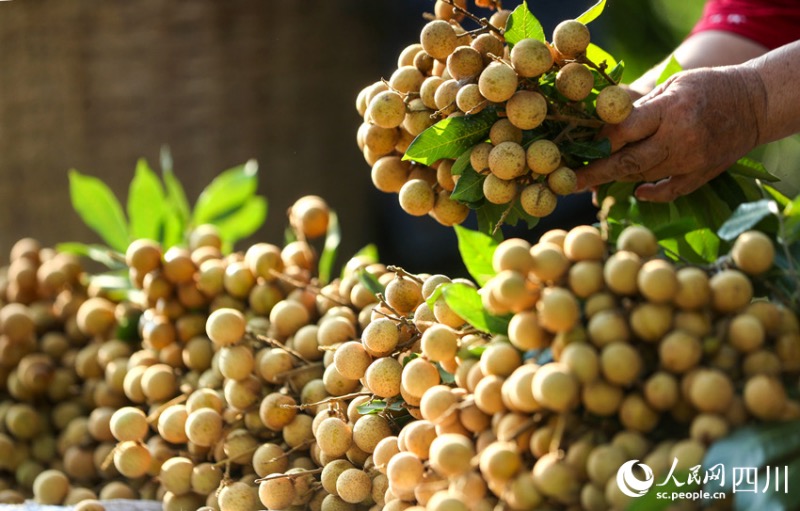 Sichuan : une riche récolte de longanes s'annonce pour les fruiticulteurs de Luzhou