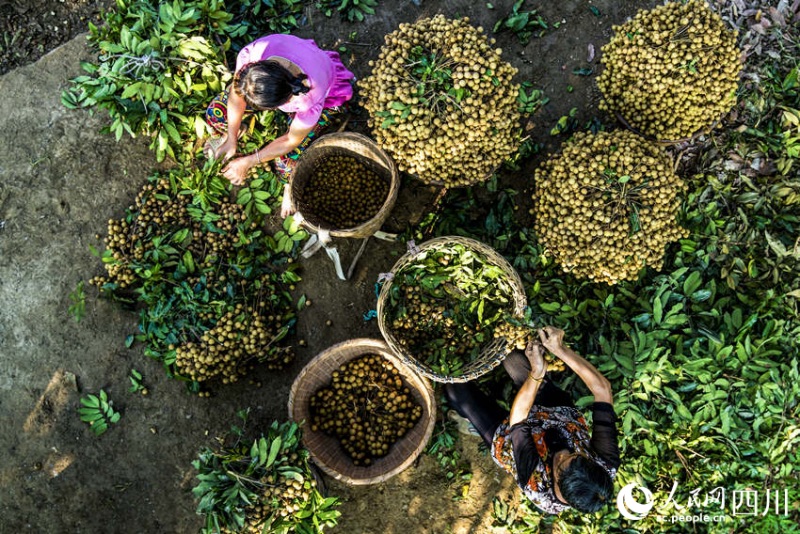 Sichuan : une riche récolte de longanes s'annonce pour les fruiticulteurs de Luzhou