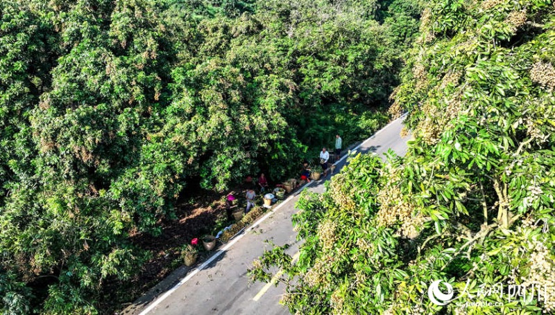 Sichuan : une riche récolte de longanes s'annonce pour les fruiticulteurs de Luzhou