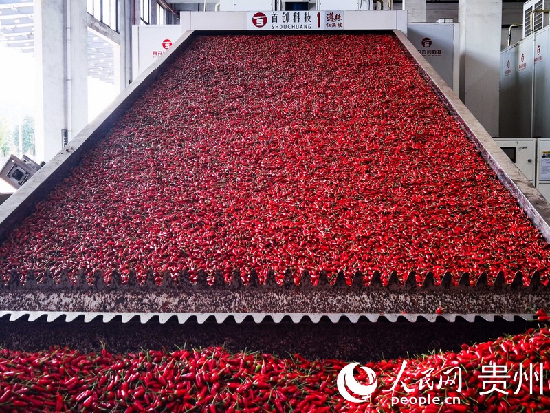 Guizhou : l'industrie prospère du piment rouge