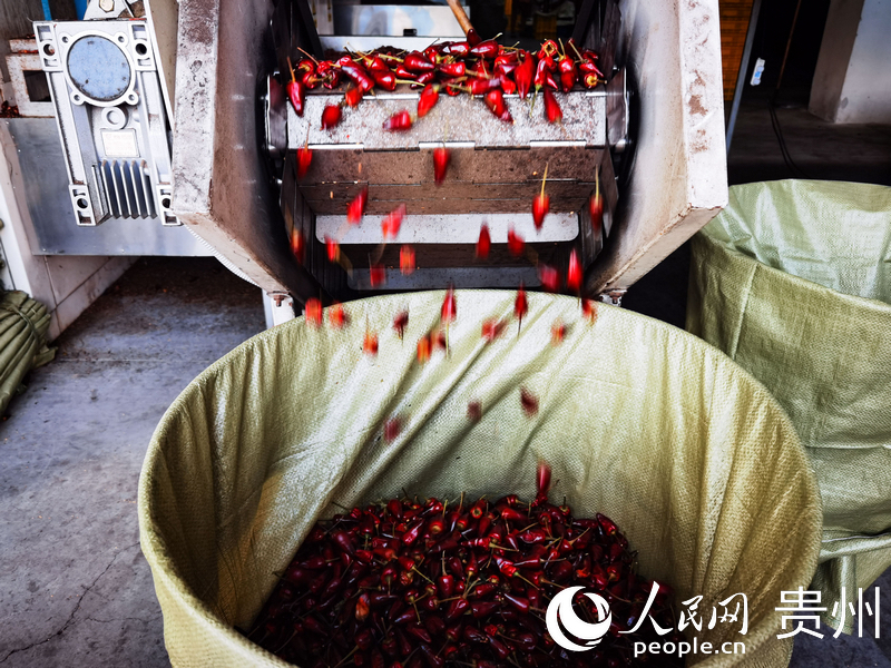 Guizhou : l'industrie prospère du piment rouge