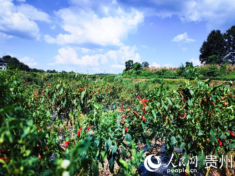 Guizhou : l'industrie prospère du piment rouge