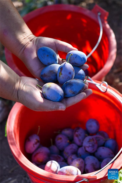 L'industrie de la prune est en plein essor au Xinjiang